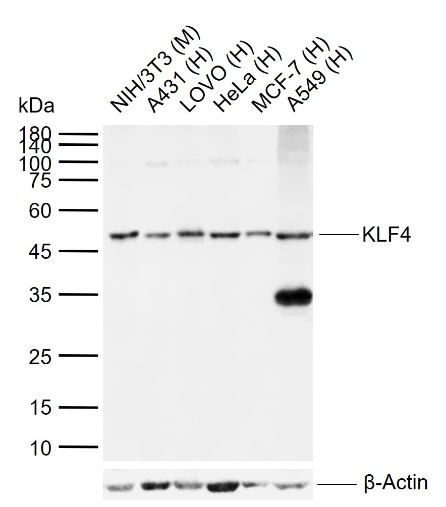 Anti-KLF4 Polyclonal Antibody