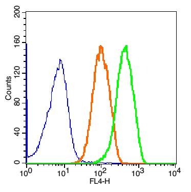 Anti-KLF4 Polyclonal Antibody