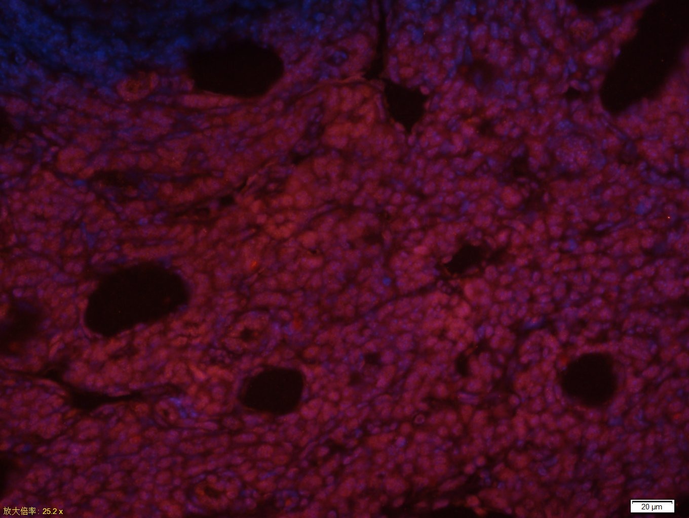 Anti-NANOG Polyclonal Antibody 2