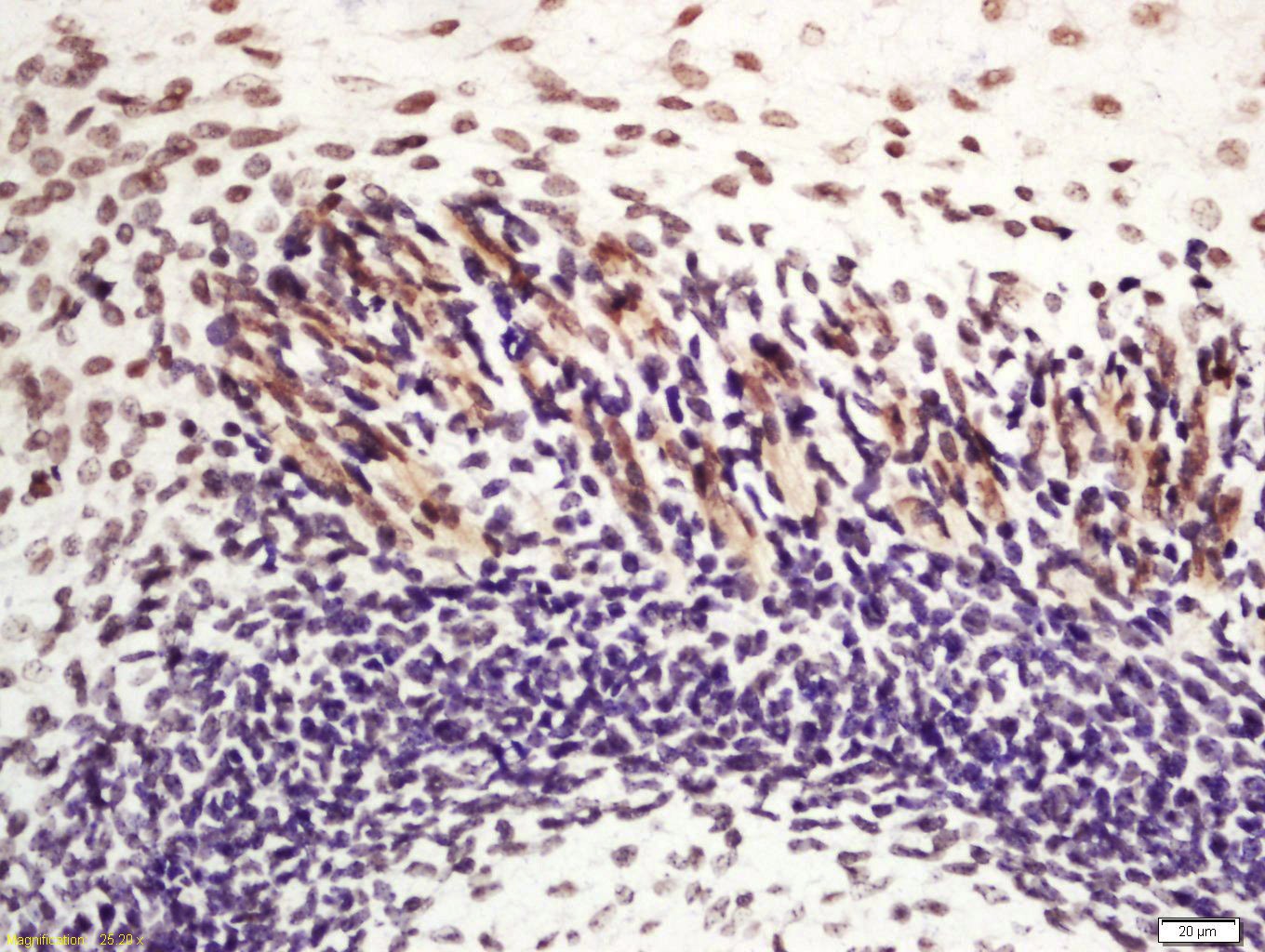 Anti-NANOG Polyclonal Antibody 2