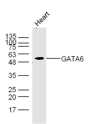 Anti-GATA6 Polyclonal Antibody