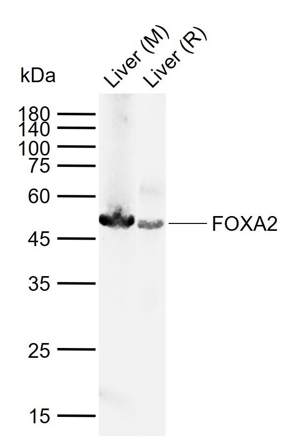 Anti-FOXA2 Polyclonal Antibody