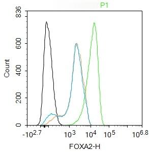 Anti-FOXA2 Polyclonal Antibody