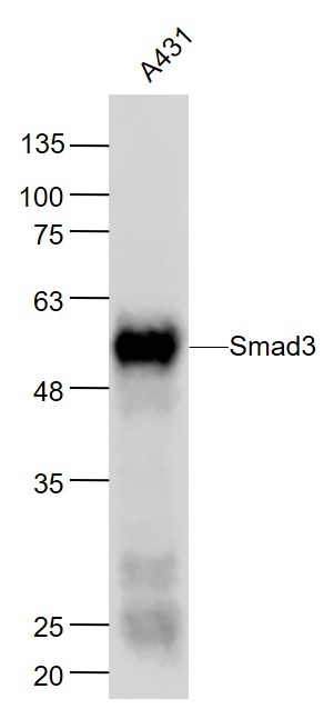 Anti-SMAD3 Antibody (5O254)