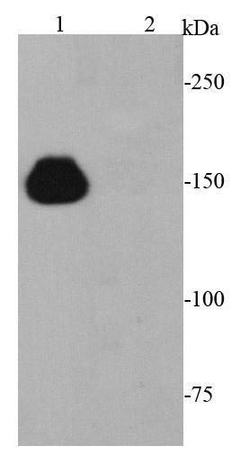Anti-CRISPR-Cas9 Antibody (3Z100)