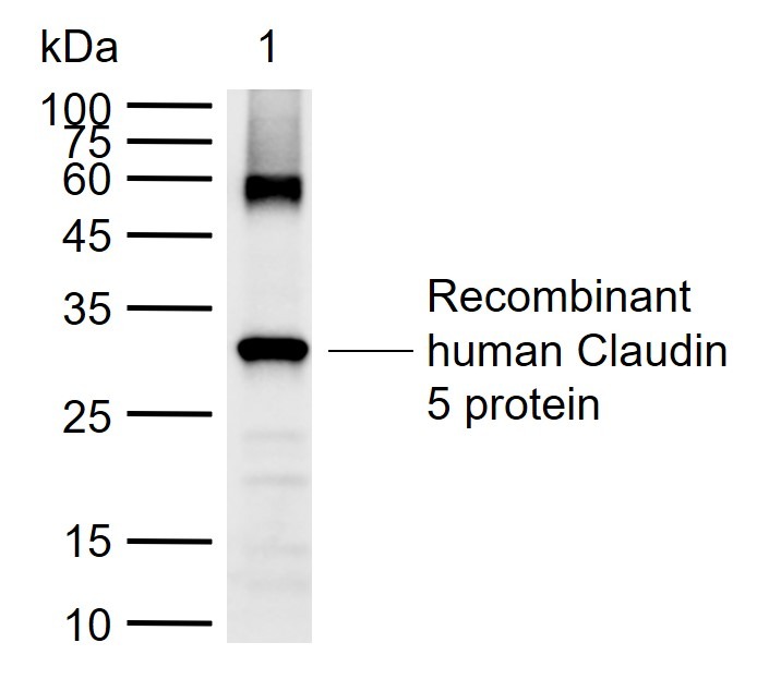Anti-Claudin-5 Polyclonal Antibody 2