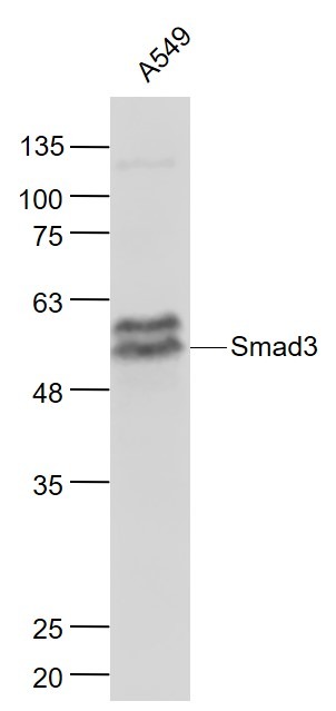 Anti-SMAD3 Antibody (5O254)