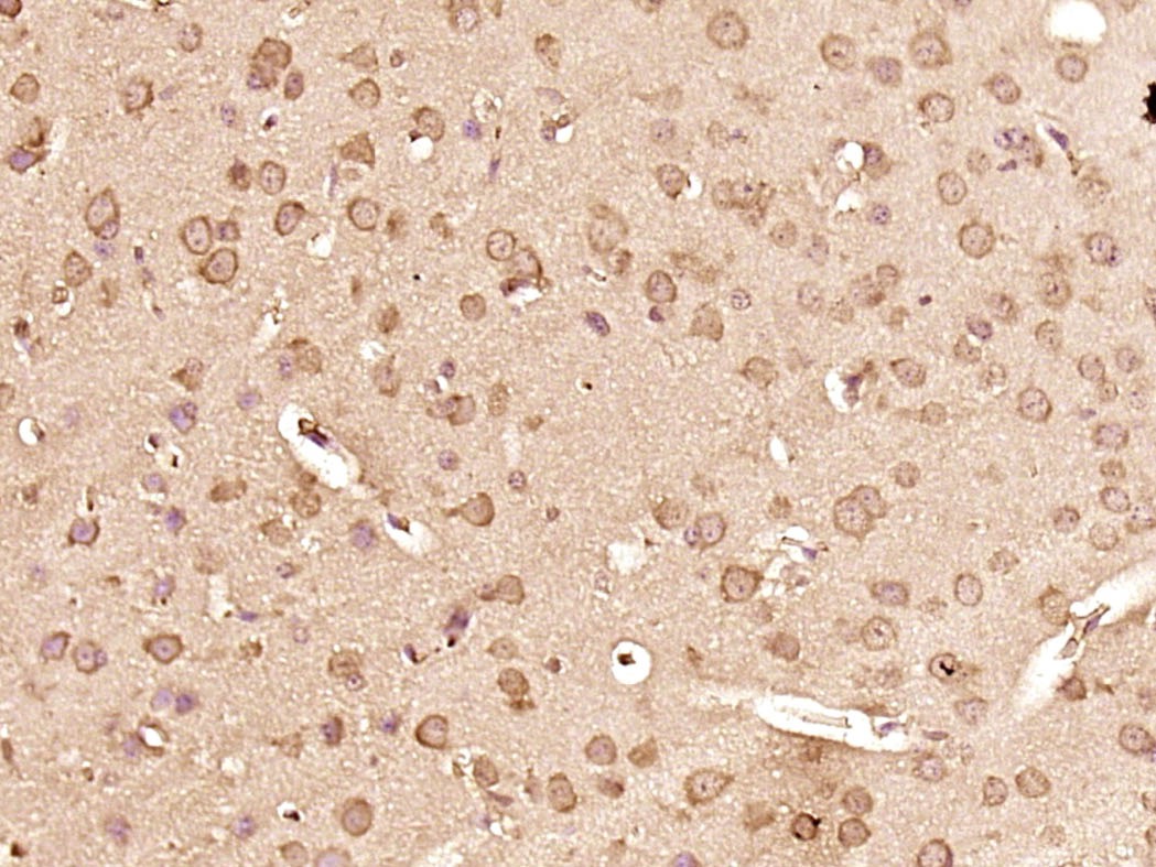 Anti-SMAD3 Antibody (5O254)