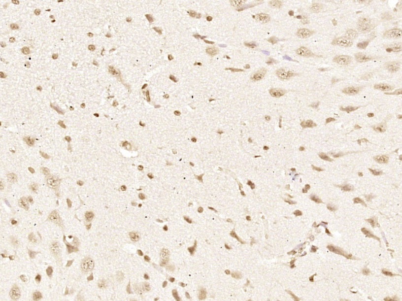 Anti-SMAD3 Antibody (5O254)