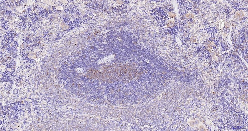 Anti-TGF beta 1 Antibody (9U614)