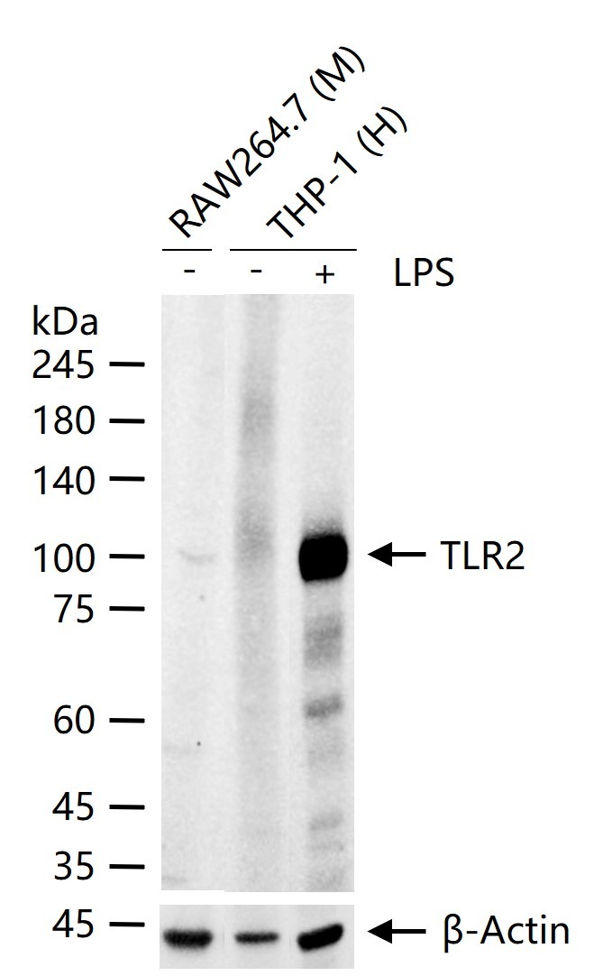 Anti-TLR2 Antibody (7Y355)