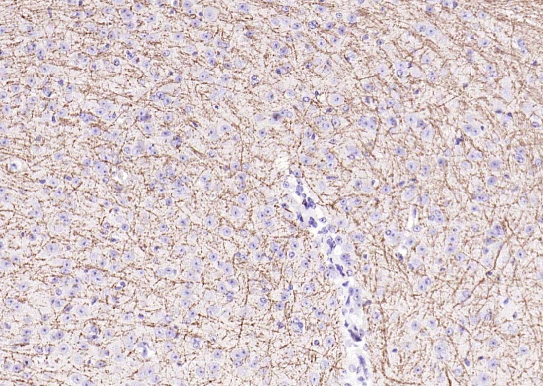 Anti-MBP Polyclonal Antibody