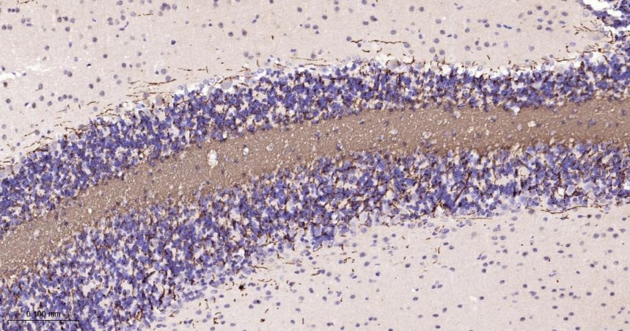 Anti-MBP Polyclonal Antibody 2