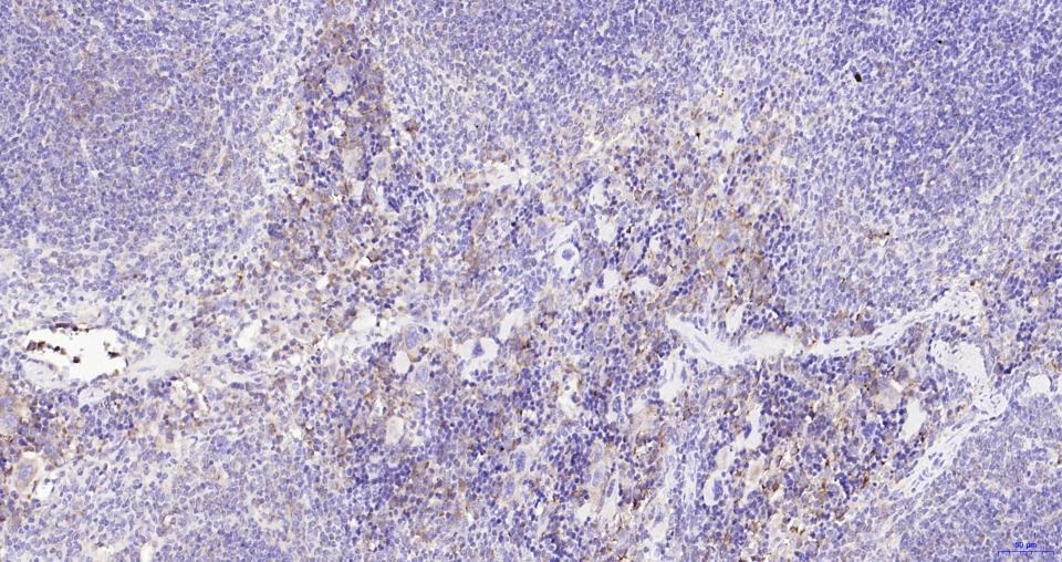 Anti-TGF beta 1 Antibody (9U614)