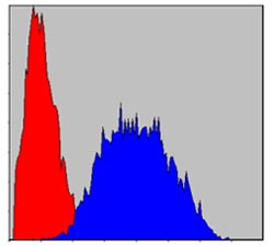 Anti-PINCH Monoclonal Antibody (2L620)