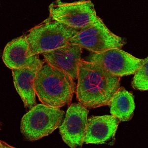 Anti-PINCH Monoclonal Antibody (2L620)