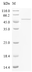 ATP-dependent DNA helicase dda Protein, Enterobacteria phage T4, Recombinant (His)