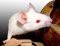 Tissue, Universal RNA, Mouse Adult Normal