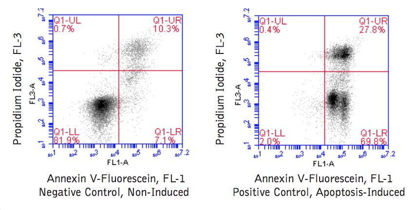 Annexin V-Fluorescein Apoptosis BioAssay™ Kit