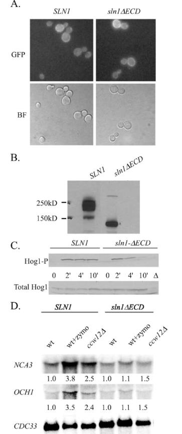 Zymolyase 20T