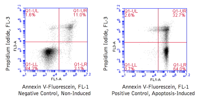 Annexin V-Fluorescein Apoptosis BioAssay™ Kit