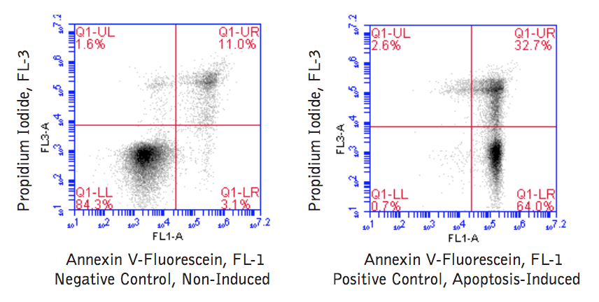 Annexin V-Fluorescein Apoptosis BioAssay™ Kit