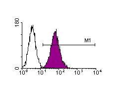 CD81
