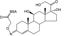 Cortisol 3-CMO