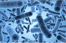 Corn Meal Agar