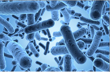 Corn Meal Agar