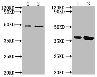 Cell Supernatant Exosome Isolation BioAssay&trade; Kit