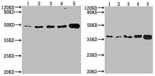 Cell Supernatant Exosome Isolation BioAssay&trade; Kit