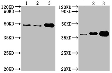 Cell Supernatant Exosome Isolation BioAssay&trade; Kit