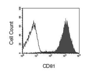CD81