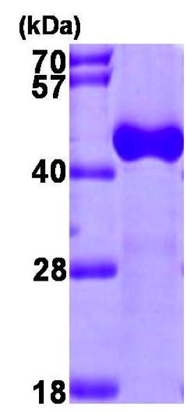 ACAA1, Recombinant, Human