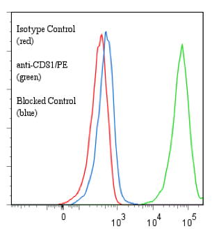 CD81