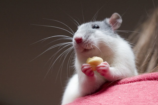 Tissue, Control Genomic DNA, Rat Adult Normal, Male, BioGenomics™