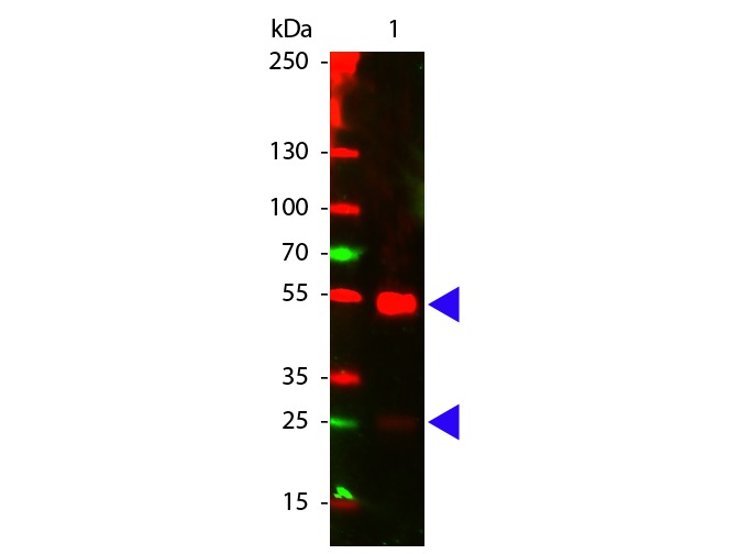 IgG, H&L, X-Adsorbed