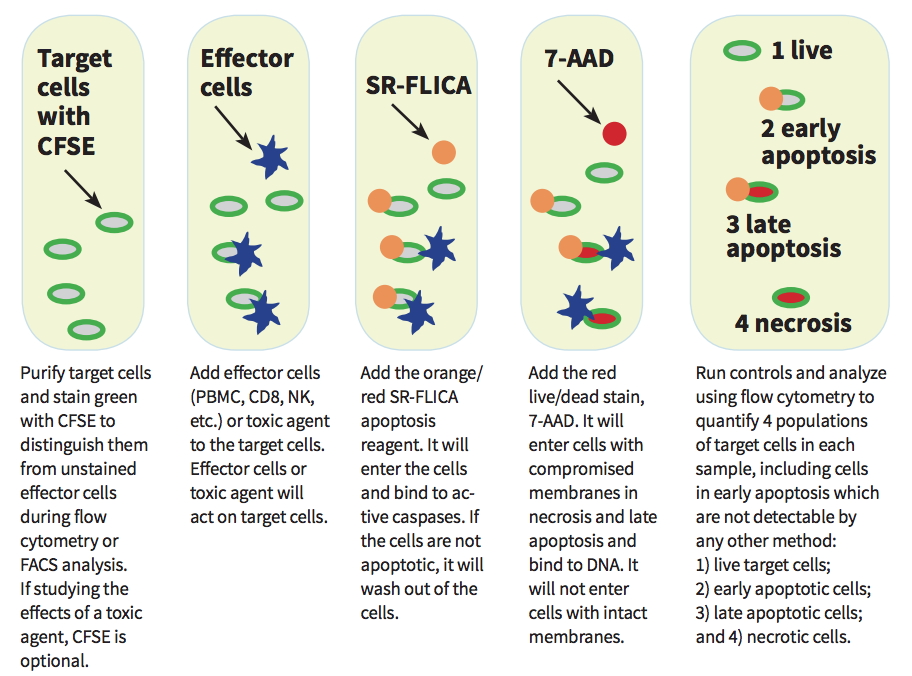 Total Cytotoxicity Test BioAssay&trade; Kit