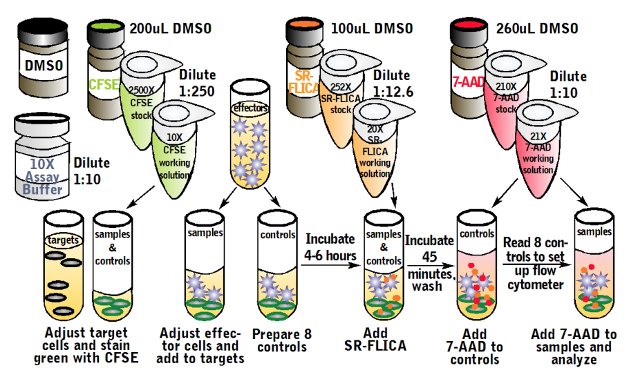 Total Cytotoxicity Test BioAssay&trade; Kit