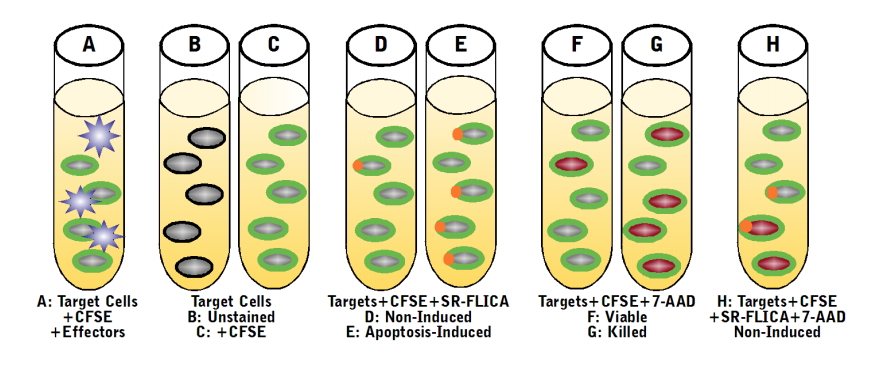 Total Cytotoxicity Test BioAssay&trade; Kit