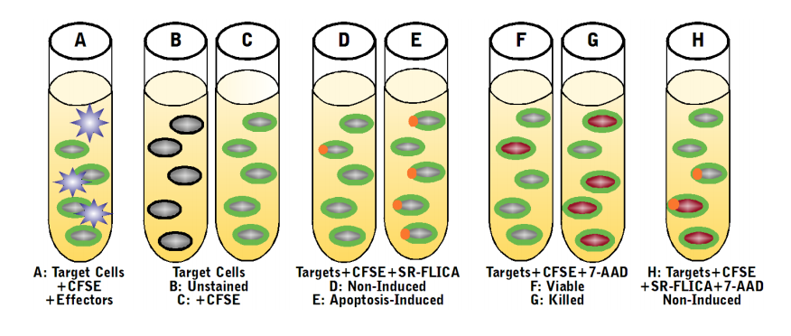 Total Cytotoxicity Test BioAssay&trade; Kit