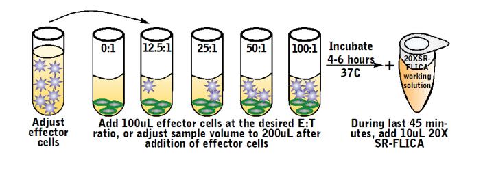 Total Cytotoxicity Test BioAssay&trade; Kit
