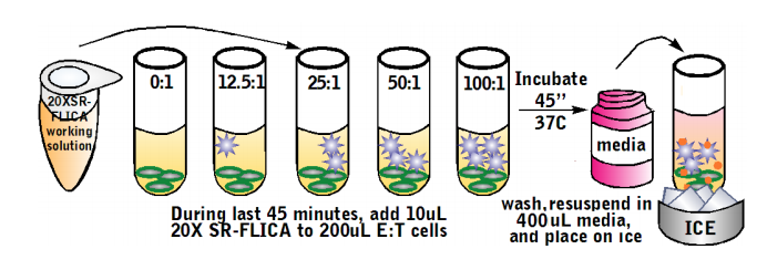 Total Cytotoxicity Test BioAssay&trade; Kit