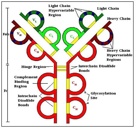 IgG, Sheep Isotype Control