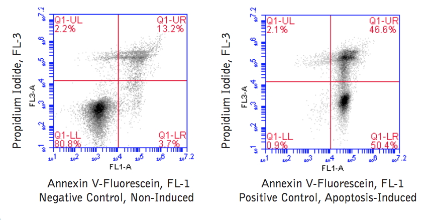 Annexin V-Fluorescein Apoptosis BioAssay™ Kit
