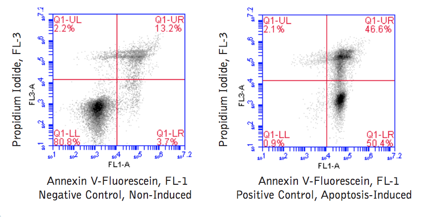 Annexin V-Fluorescein Apoptosis BioAssay™ Kit