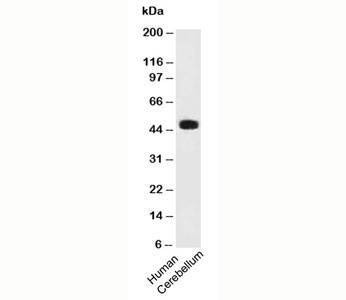 Anti-PAX6 Antibody, Sodium Azide Free