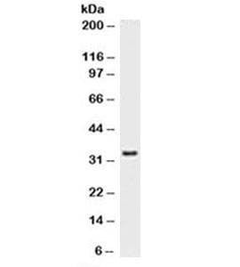 Anti-PCNA Antibody, Sodium Azide Free