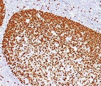 Anti-PCNA Antibody, Sodium Azide Free